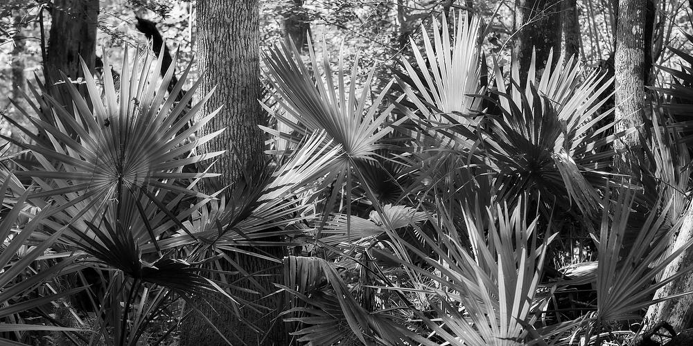 Ortega River Palmettos 052621-73PBW : Black and White : Will Dickey Florida Fine Art Nature and Wildlife Photography - Images of Florida's First Coast - Nature and Landscape Photographs of Jacksonville, St. Augustine, Florida nature preserves