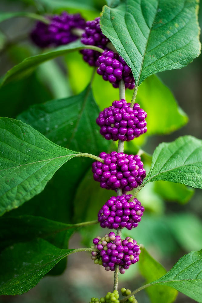 Beautyberry 
082421-30 : Blooms : Will Dickey Florida Fine Art Nature and Wildlife Photography - Images of Florida's First Coast - Nature and Landscape Photographs of Jacksonville, St. Augustine, Florida nature preserves