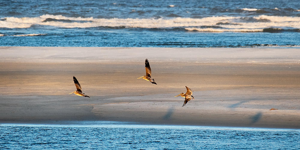 Pelicans Over Sandbar 101021-75 : Timucuan Preserve  : Will Dickey Florida Fine Art Nature and Wildlife Photography - Images of Florida's First Coast - Nature and Landscape Photographs of Jacksonville, St. Augustine, Florida nature preserves