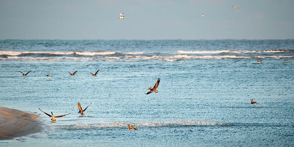 Ft. George Feeding Frenzy
101021-119 : Timucuan Preserve  : Will Dickey Florida Fine Art Nature and Wildlife Photography - Images of Florida's First Coast - Nature and Landscape Photographs of Jacksonville, St. Augustine, Florida nature preserves