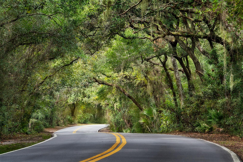 Amelia Canopy
102921-6 : Waterways and Woods  : Will Dickey Florida Fine Art Nature and Wildlife Photography - Images of Florida's First Coast - Nature and Landscape Photographs of Jacksonville, St. Augustine, Florida nature preserves