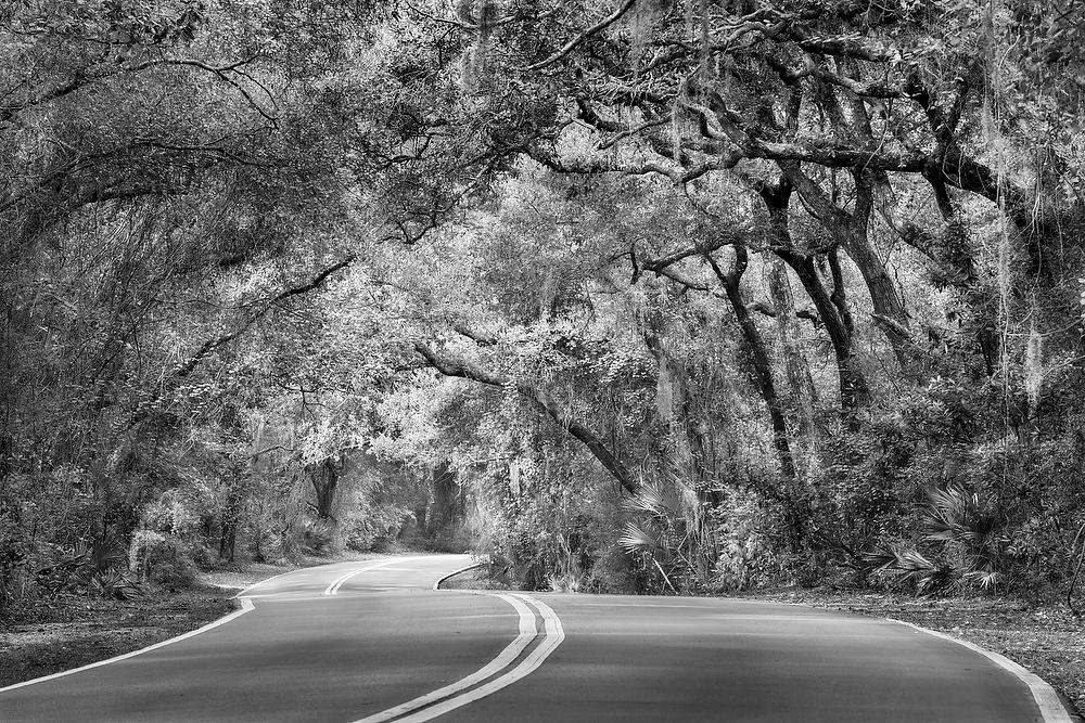 Amelia Island 
102921-6BW : Black and White : Will Dickey Florida Fine Art Nature and Wildlife Photography - Images of Florida's First Coast - Nature and Landscape Photographs of Jacksonville, St. Augustine, Florida nature preserves