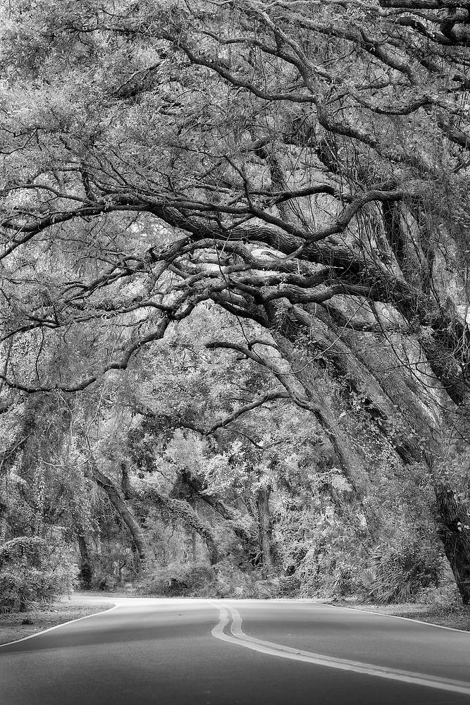 Amelia Canopy 
110421-181BW : Black and White : Will Dickey Florida Fine Art Nature and Wildlife Photography - Images of Florida's First Coast - Nature and Landscape Photographs of Jacksonville, St. Augustine, Florida nature preserves