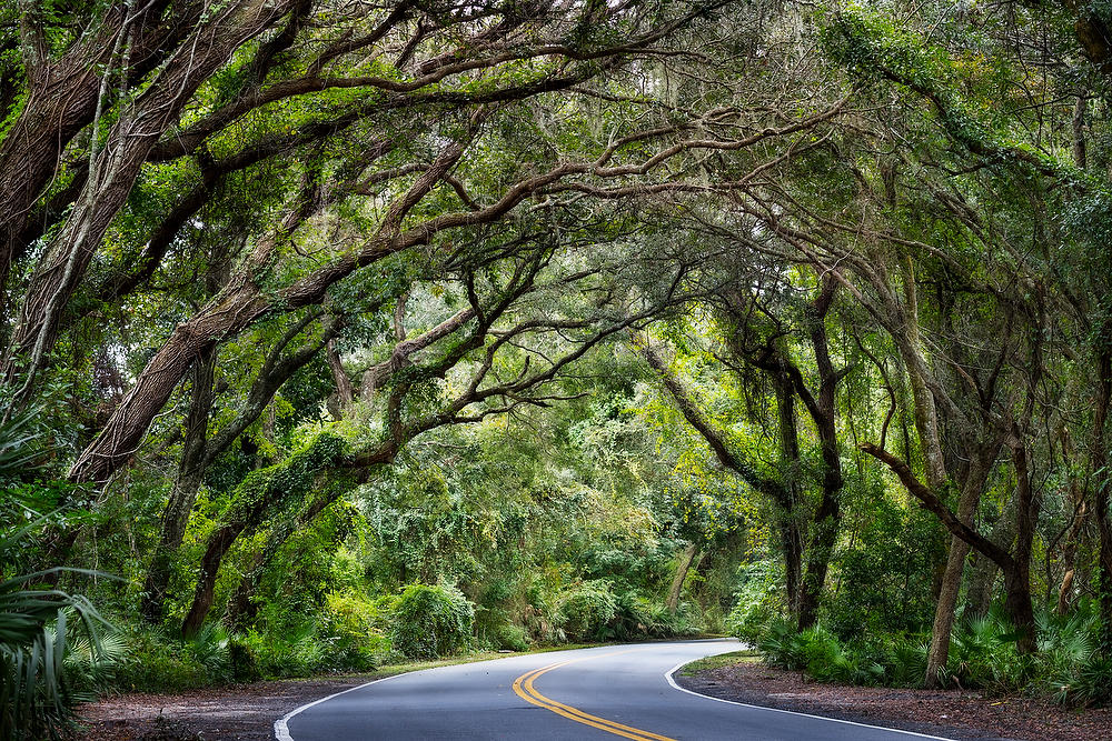 Amelia Canopy 
110421-106 : Waterways and Woods  : Will Dickey Florida Fine Art Nature and Wildlife Photography - Images of Florida's First Coast - Nature and Landscape Photographs of Jacksonville, St. Augustine, Florida nature preserves