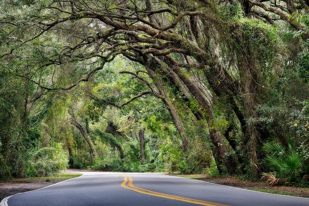 Amelia Canopy 
110421-131 : Waterways and Woods  : Will Dickey Florida Fine Art Nature and Wildlife Photography - Images of Florida's First Coast - Nature and Landscape Photographs of Jacksonville, St. Augustine, Florida nature preserves