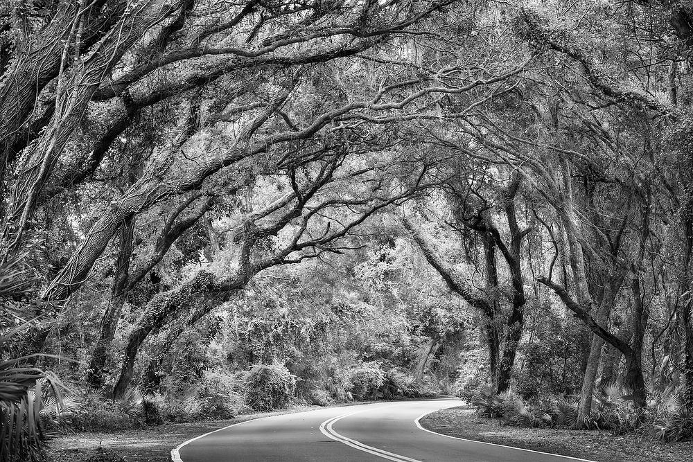 Amelia Canopy
110421-106BW : Black and White : Will Dickey Florida Fine Art Nature and Wildlife Photography - Images of Florida's First Coast - Nature and Landscape Photographs of Jacksonville, St. Augustine, Florida nature preserves