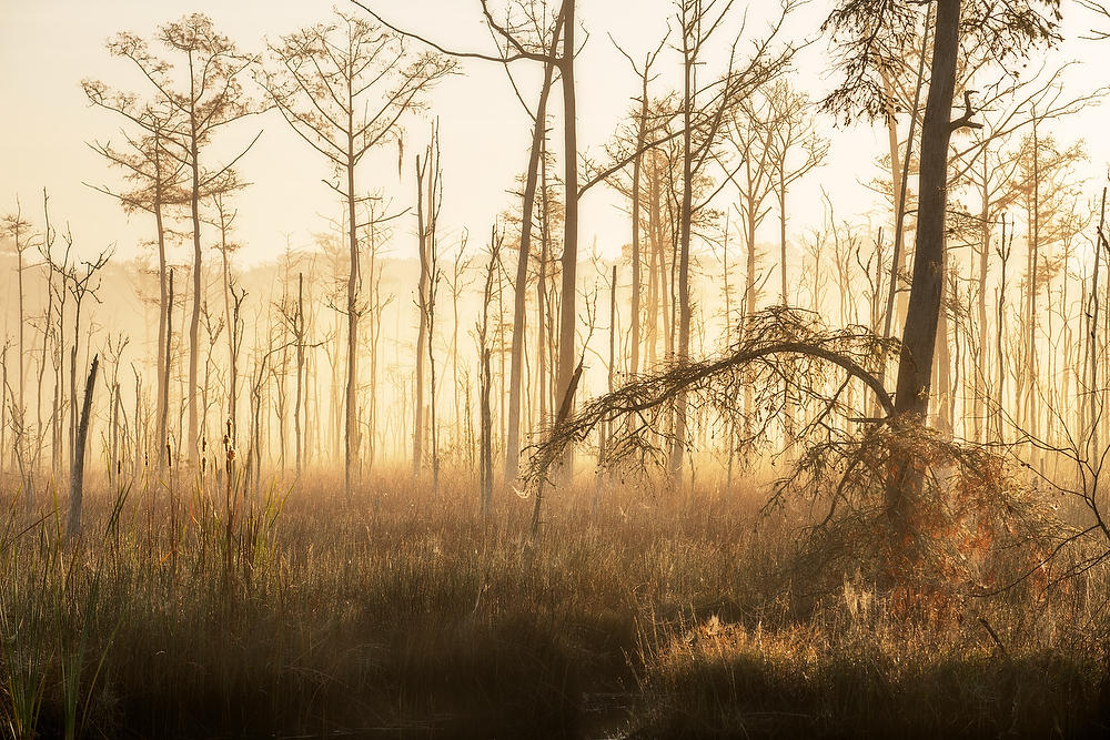 Goodbys Creek Fog
120621-27 : Waterways and Woods  : Will Dickey Florida Fine Art Nature and Wildlife Photography - Images of Florida's First Coast - Nature and Landscape Photographs of Jacksonville, St. Augustine, Florida nature preserves