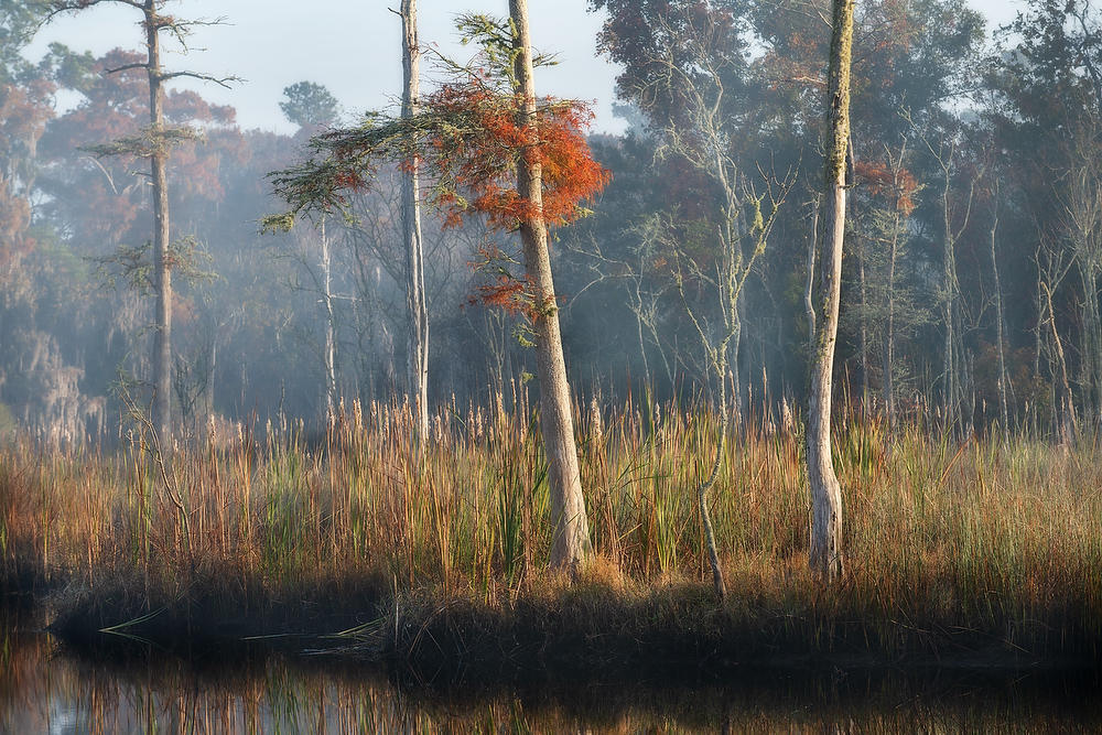 Goodbys Creek Fog 120621-73 : Waterways and Woods  : Will Dickey Florida Fine Art Nature and Wildlife Photography - Images of Florida's First Coast - Nature and Landscape Photographs of Jacksonville, St. Augustine, Florida nature preserves