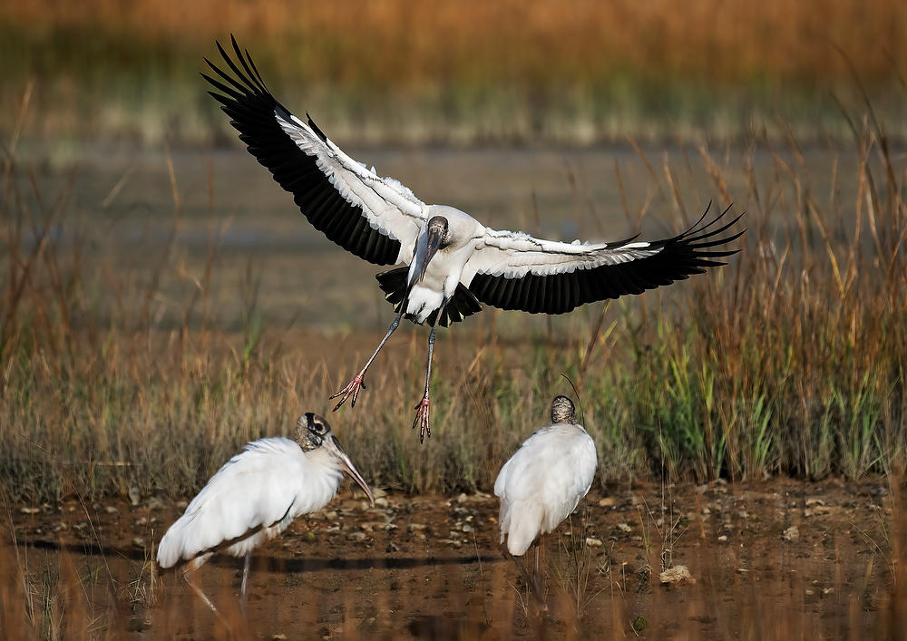 Wood Storks 
121721-63 : Critters : Will Dickey Florida Fine Art Nature and Wildlife Photography - Images of Florida's First Coast - Nature and Landscape Photographs of Jacksonville, St. Augustine, Florida nature preserves