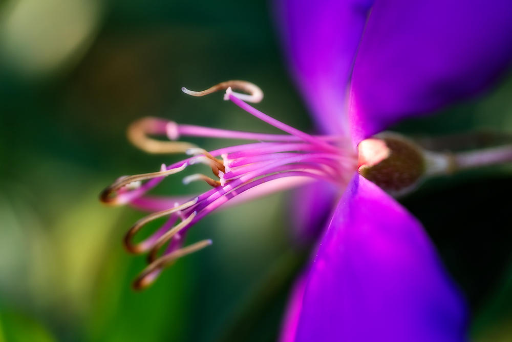Tibouchina 3 
123121-101 : Blooms : Will Dickey Florida Fine Art Nature and Wildlife Photography - Images of Florida's First Coast - Nature and Landscape Photographs of Jacksonville, St. Augustine, Florida nature preserves