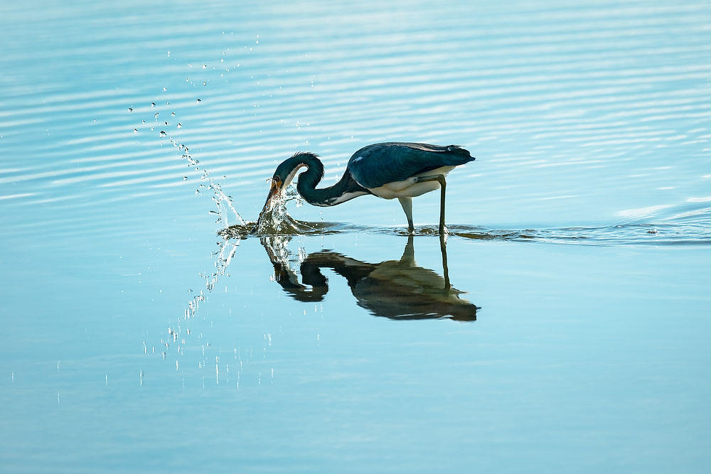 Ft. George Inlet Tricolored Heron 
012022-454 : Critters : Will Dickey Florida Fine Art Nature and Wildlife Photography - Images of Florida's First Coast - Nature and Landscape Photographs of Jacksonville, St. Augustine, Florida nature preserves