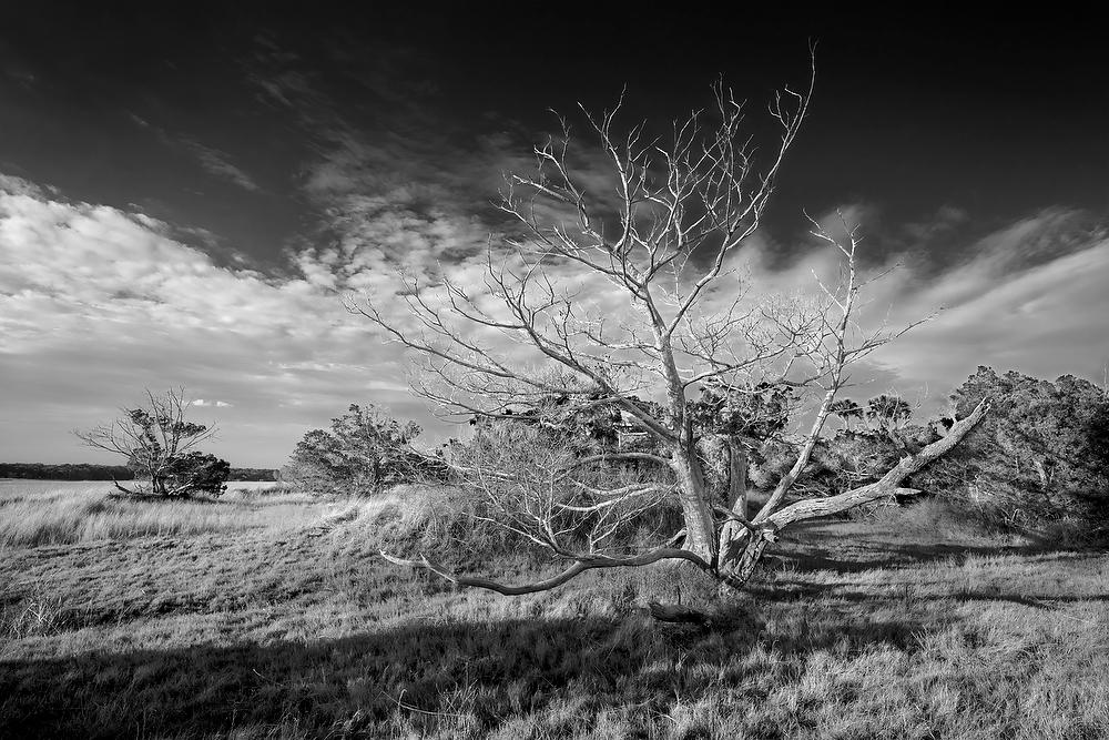 Ft. George Inlet Cedar 012022-173BW : Black and White : Will Dickey Florida Fine Art Nature and Wildlife Photography - Images of Florida's First Coast - Nature and Landscape Photographs of Jacksonville, St. Augustine, Florida nature preserves