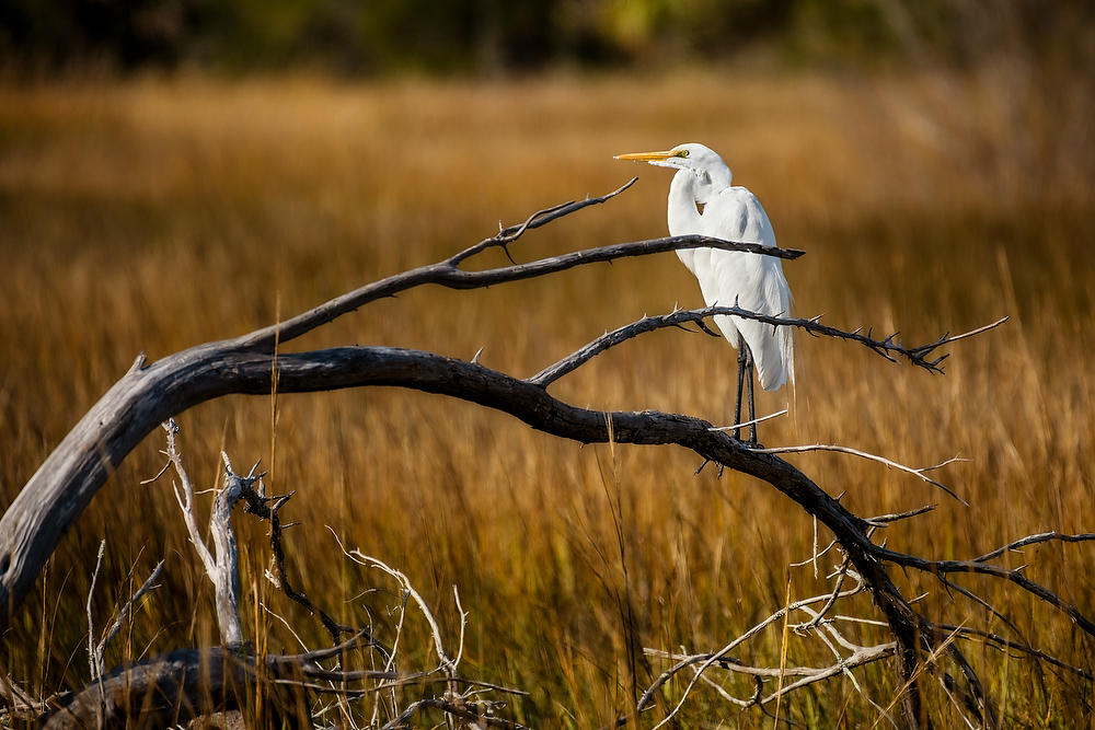 Sisters Creek Great Egret 012022-295 : Critters : Will Dickey Florida Fine Art Nature and Wildlife Photography - Images of Florida's First Coast - Nature and Landscape Photographs of Jacksonville, St. Augustine, Florida nature preserves