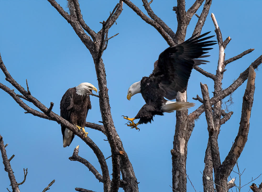 Rayonier's Otter Creek Eagles 
121321-488 : Critters : Will Dickey Florida Fine Art Nature and Wildlife Photography - Images of Florida's First Coast - Nature and Landscape Photographs of Jacksonville, St. Augustine, Florida nature preserves
