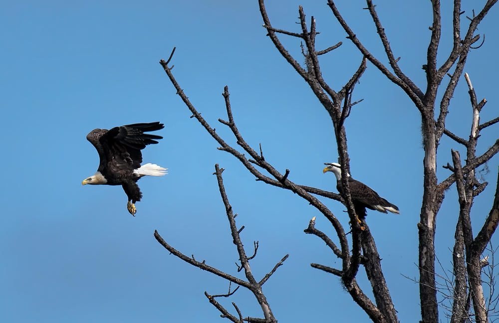 Rayonier's Otter Creek Eagles 
121321-502 : Critters : Will Dickey Florida Fine Art Nature and Wildlife Photography - Images of Florida's First Coast - Nature and Landscape Photographs of Jacksonville, St. Augustine, Florida nature preserves