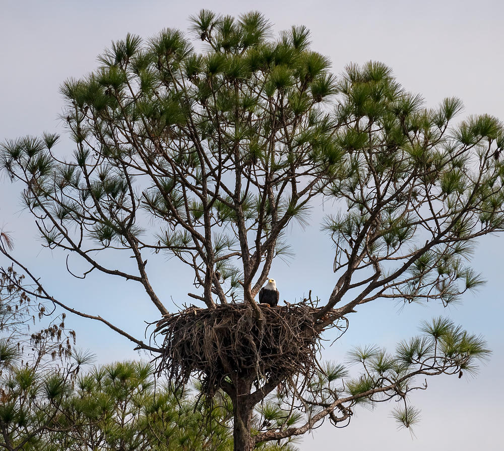 Rayonier's Otter Creek Eagles 
121321-445 : Critters : Will Dickey Florida Fine Art Nature and Wildlife Photography - Images of Florida's First Coast - Nature and Landscape Photographs of Jacksonville, St. Augustine, Florida nature preserves