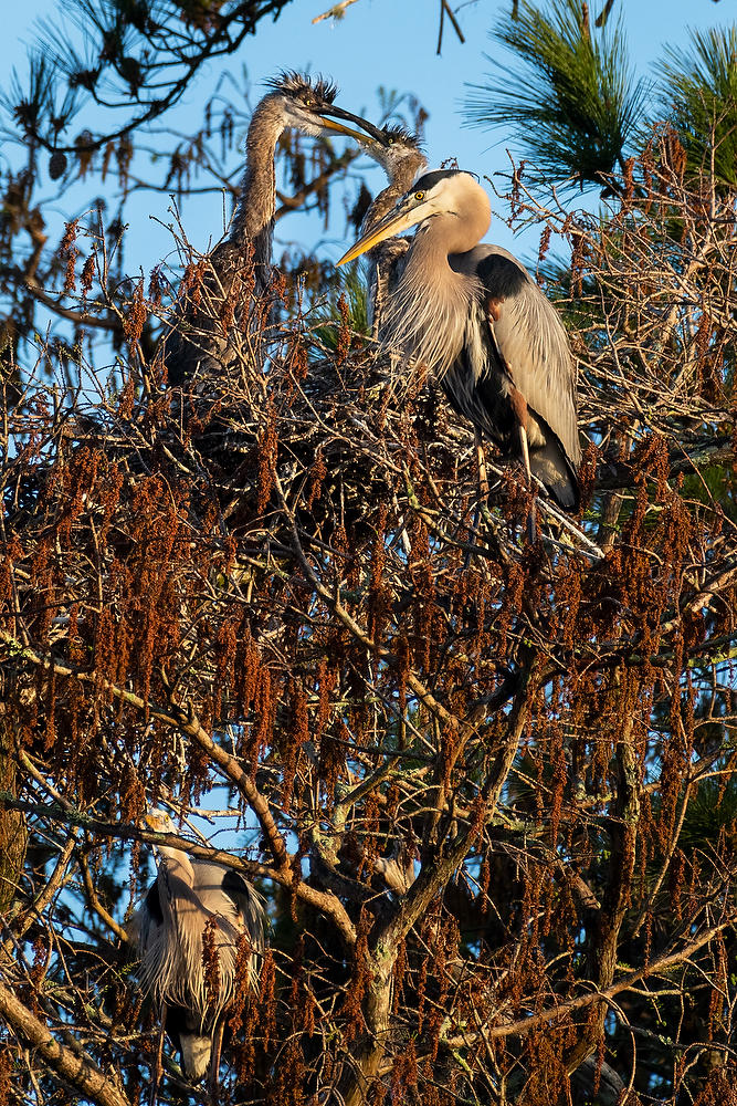 Blue Heron Family Tree 030622-13 : Critters : Will Dickey Florida Fine Art Nature and Wildlife Photography - Images of Florida's First Coast - Nature and Landscape Photographs of Jacksonville, St. Augustine, Florida nature preserves