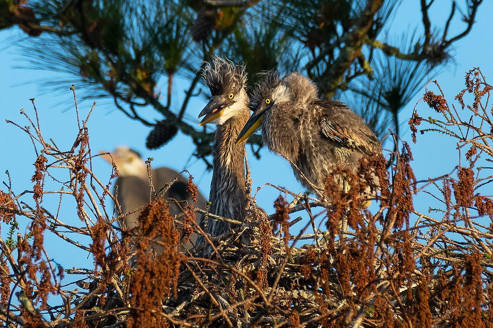 Blue Heron Chicks 030622-74 : Critters : Will Dickey Florida Fine Art Nature and Wildlife Photography - Images of Florida's First Coast - Nature and Landscape Photographs of Jacksonville, St. Augustine, Florida nature preserves