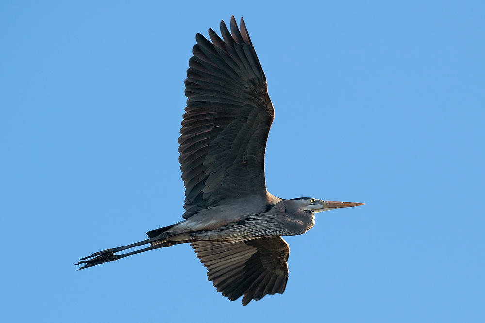 Great Blue Heron Flight 030622-128 : Critters : Will Dickey Florida Fine Art Nature and Wildlife Photography - Images of Florida's First Coast - Nature and Landscape Photographs of Jacksonville, St. Augustine, Florida nature preserves