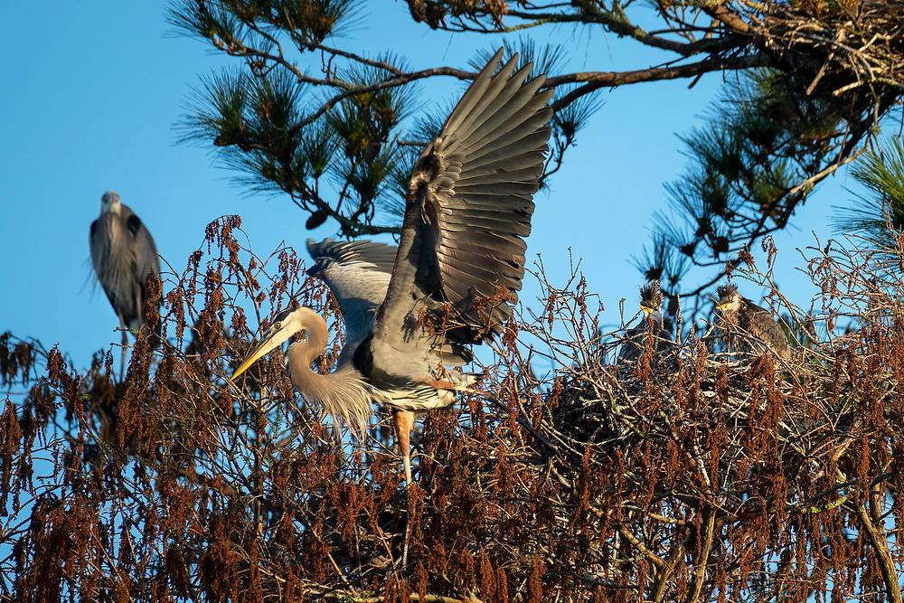 Blue Heron Family Tree 030622-46 : Critters : Will Dickey Florida Fine Art Nature and Wildlife Photography - Images of Florida's First Coast - Nature and Landscape Photographs of Jacksonville, St. Augustine, Florida nature preserves