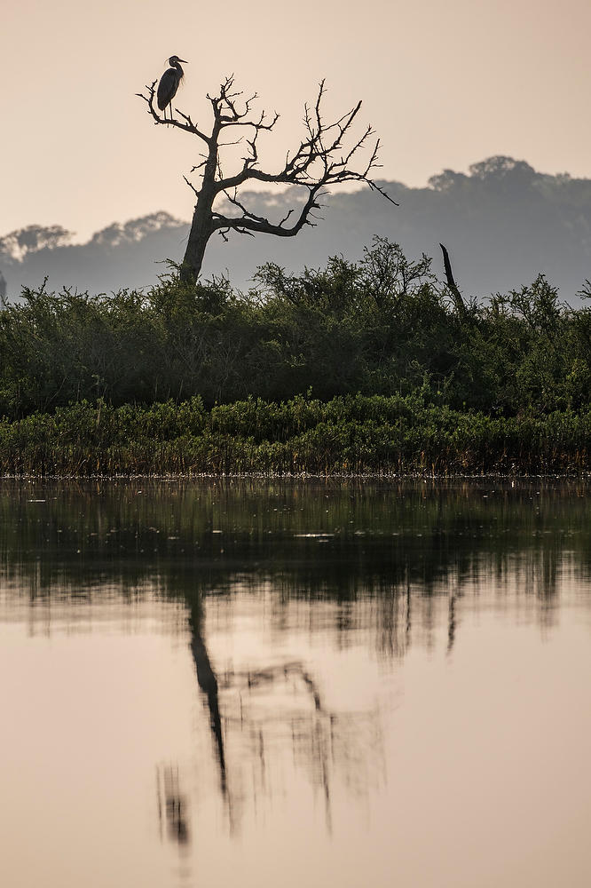 Blue Heron Cedar Point 032922-257 : Timucuan Preserve  : Will Dickey Florida Fine Art Nature and Wildlife Photography - Images of Florida's First Coast - Nature and Landscape Photographs of Jacksonville, St. Augustine, Florida nature preserves