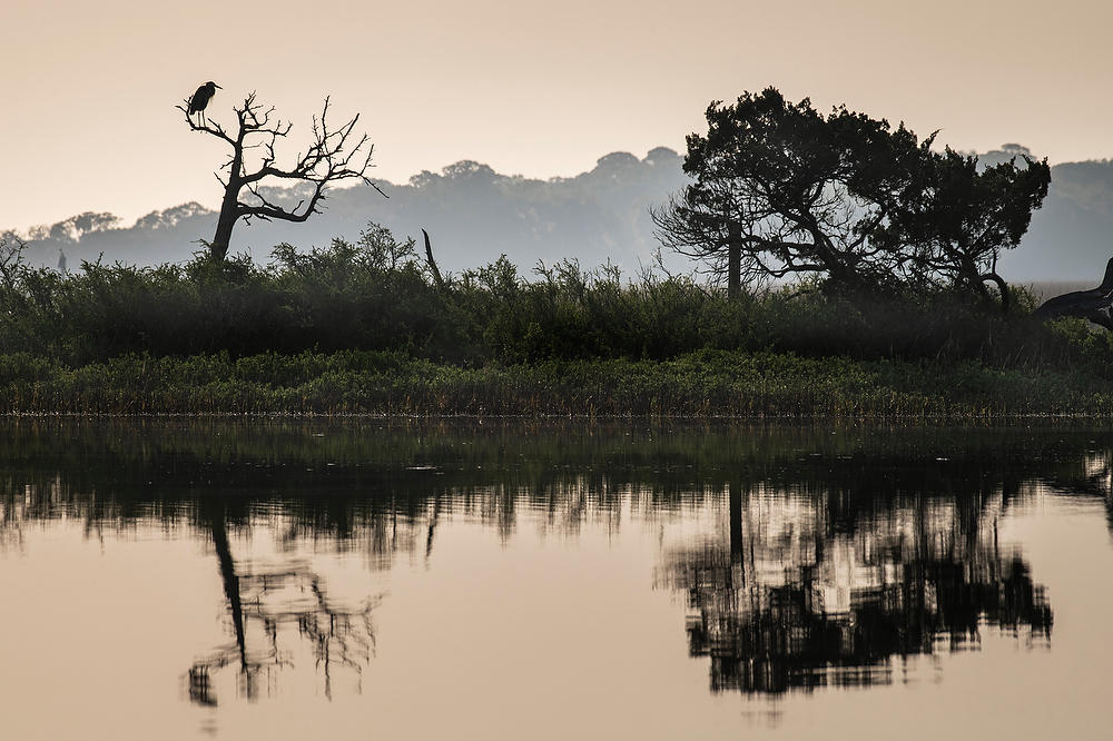 Blue Heron Cedar Point 
032922-222 : Timucuan Preserve  : Will Dickey Florida Fine Art Nature and Wildlife Photography - Images of Florida's First Coast - Nature and Landscape Photographs of Jacksonville, St. Augustine, Florida nature preserves