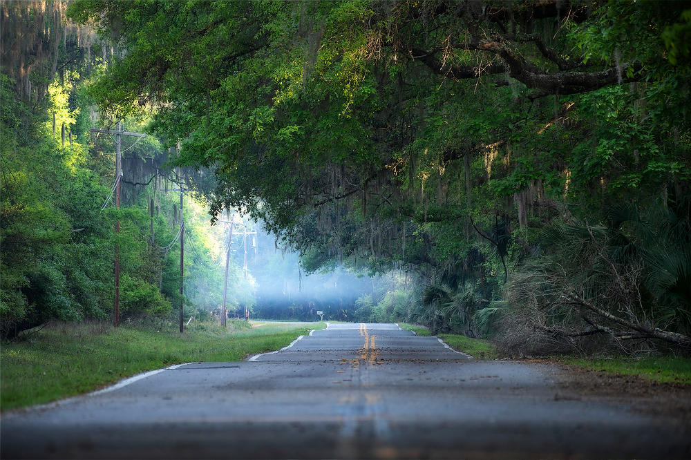 Cedar Point Road 
032922-277 : Timucuan Preserve  : Will Dickey Florida Fine Art Nature and Wildlife Photography - Images of Florida's First Coast - Nature and Landscape Photographs of Jacksonville, St. Augustine, Florida nature preserves