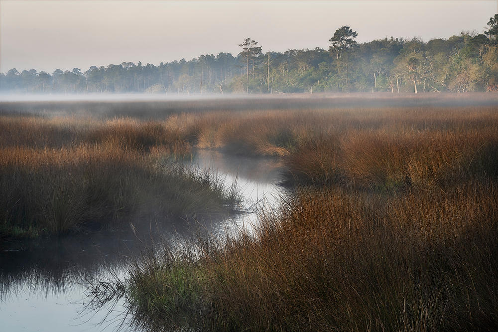 Pumpkin Hill Creek Mist 032922-41 : Timucuan Preserve  : Will Dickey Florida Fine Art Nature and Wildlife Photography - Images of Florida's First Coast - Nature and Landscape Photographs of Jacksonville, St. Augustine, Florida nature preserves