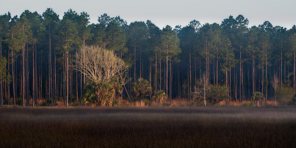 Pumpkin Hill First Light 032922-50P : Timucuan Preserve  : Will Dickey Florida Fine Art Nature and Wildlife Photography - Images of Florida's First Coast - Nature and Landscape Photographs of Jacksonville, St. Augustine, Florida nature preserves