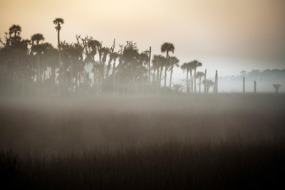 Pumpkin Hill Misty Dawn 032922-6 : Timucuan Preserve  : Will Dickey Florida Fine Art Nature and Wildlife Photography - Images of Florida's First Coast - Nature and Landscape Photographs of Jacksonville, St. Augustine, Florida nature preserves
