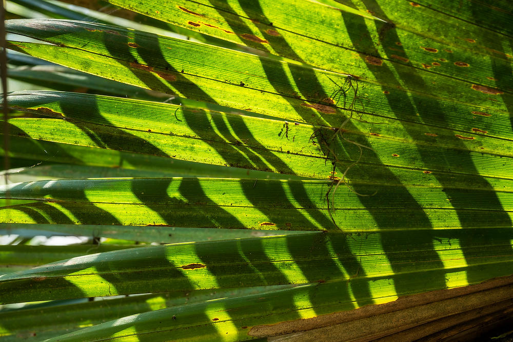 Palmetto Patterns 
032922-163 : Abstract Realities : Will Dickey Florida Fine Art Nature and Wildlife Photography - Images of Florida's First Coast - Nature and Landscape Photographs of Jacksonville, St. Augustine, Florida nature preserves