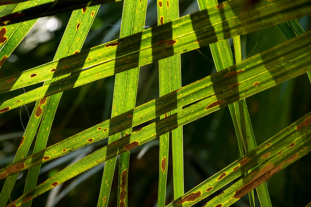 Palmetto Patterns 
032922-176 : Abstract Realities : Will Dickey Florida Fine Art Nature and Wildlife Photography - Images of Florida's First Coast - Nature and Landscape Photographs of Jacksonville, St. Augustine, Florida nature preserves