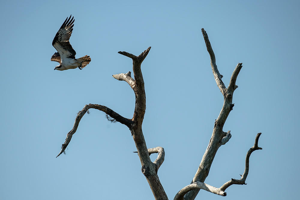 Osprey Pumpkin Hill Creek 032922-429A : Critters : Will Dickey Florida Fine Art Nature and Wildlife Photography - Images of Florida's First Coast - Nature and Landscape Photographs of Jacksonville, St. Augustine, Florida nature preserves