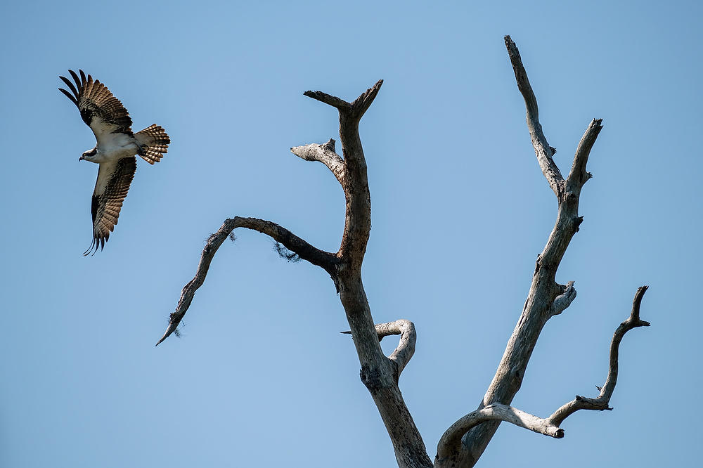 Osprey Pumpkin Hill Creek 032922-430 : Critters : Will Dickey Florida Fine Art Nature and Wildlife Photography - Images of Florida's First Coast - Nature and Landscape Photographs of Jacksonville, St. Augustine, Florida nature preserves