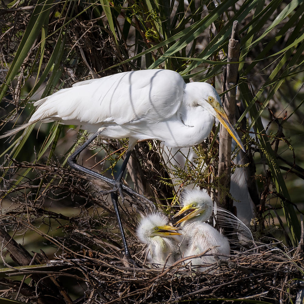 Great Egret Family 042822-179 : Critters : Will Dickey Florida Fine Art Nature and Wildlife Photography - Images of Florida's First Coast - Nature and Landscape Photographs of Jacksonville, St. Augustine, Florida nature preserves