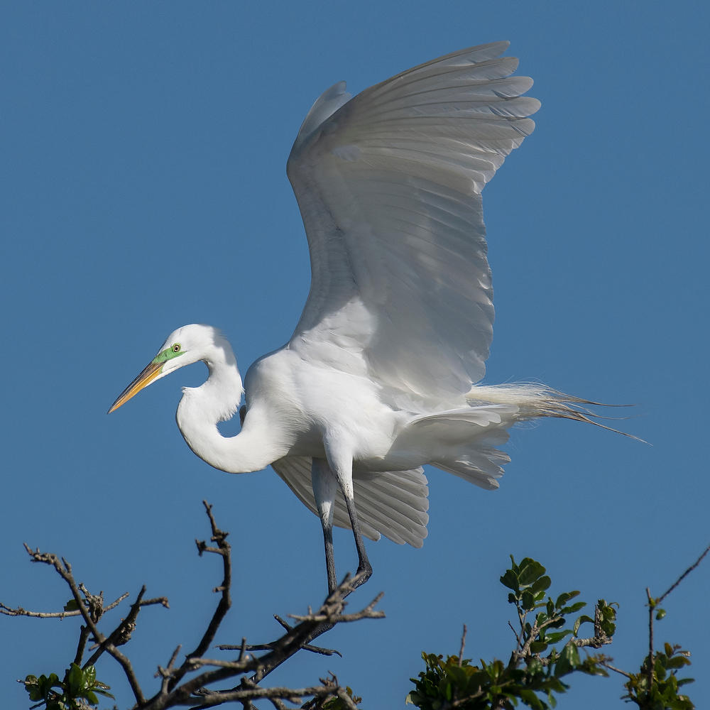 Great Egret Landing 042822-239 : Critters : Will Dickey Florida Fine Art Nature and Wildlife Photography - Images of Florida's First Coast - Nature and Landscape Photographs of Jacksonville, St. Augustine, Florida nature preserves