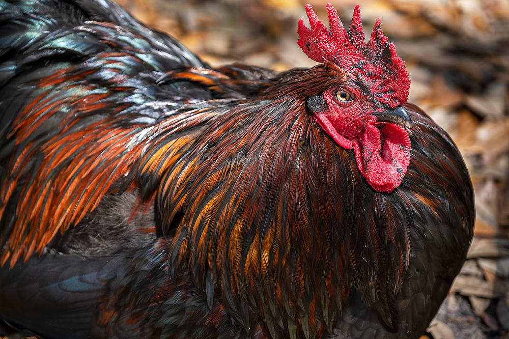 The Chicken 
040822-17 : Critters : Will Dickey Florida Fine Art Nature and Wildlife Photography - Images of Florida's First Coast - Nature and Landscape Photographs of Jacksonville, St. Augustine, Florida nature preserves