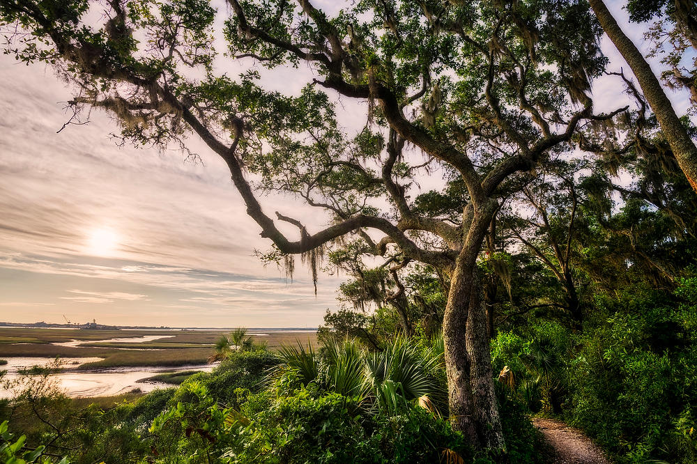 Willie Brown Trail 
053021-77 : Timucuan Preserve  : Will Dickey Florida Fine Art Nature and Wildlife Photography - Images of Florida's First Coast - Nature and Landscape Photographs of Jacksonville, St. Augustine, Florida nature preserves