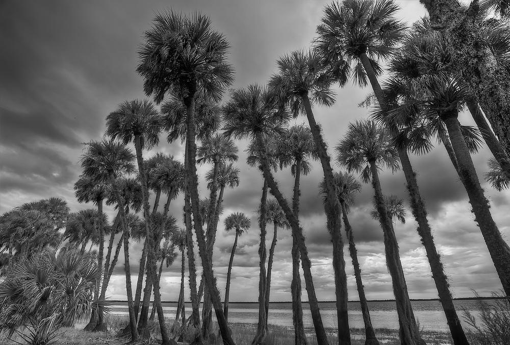 Lake Harney Palms 083011-531BW : Black and White : Will Dickey Florida Fine Art Nature and Wildlife Photography - Images of Florida's First Coast - Nature and Landscape Photographs of Jacksonville, St. Augustine, Florida nature preserves