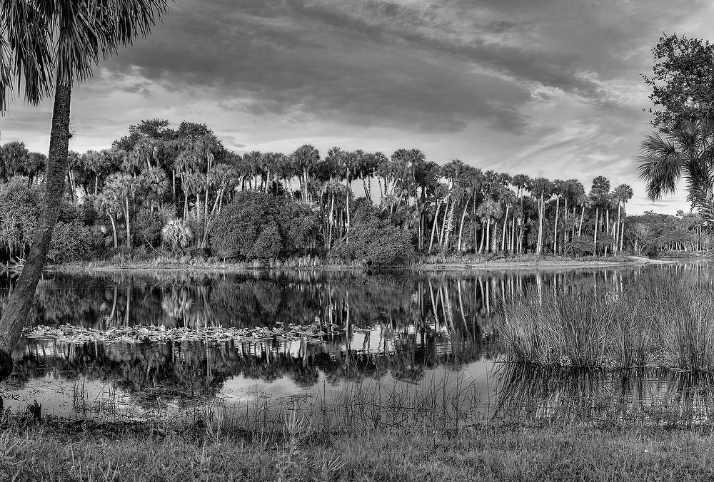 St. Johns Palms 
083111--132BW : Black and White : Will Dickey Florida Fine Art Nature and Wildlife Photography - Images of Florida's First Coast - Nature and Landscape Photographs of Jacksonville, St. Augustine, Florida nature preserves
