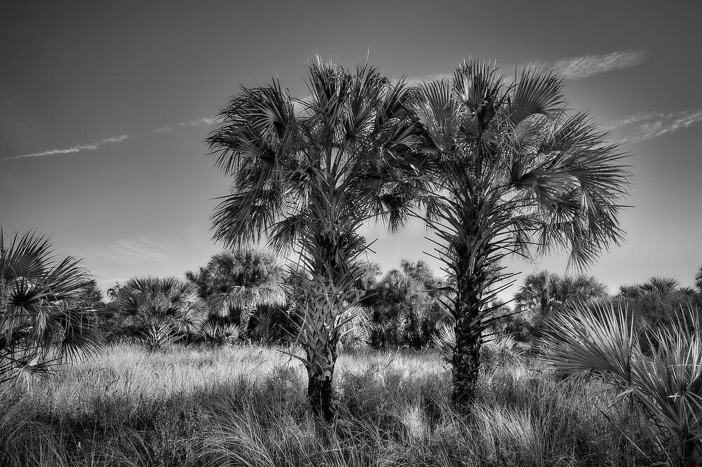 Econlockhatchee Twin Palms 
113016-133BW : Black and White : Will Dickey Florida Fine Art Nature and Wildlife Photography - Images of Florida's First Coast - Nature and Landscape Photographs of Jacksonville, St. Augustine, Florida nature preserves
