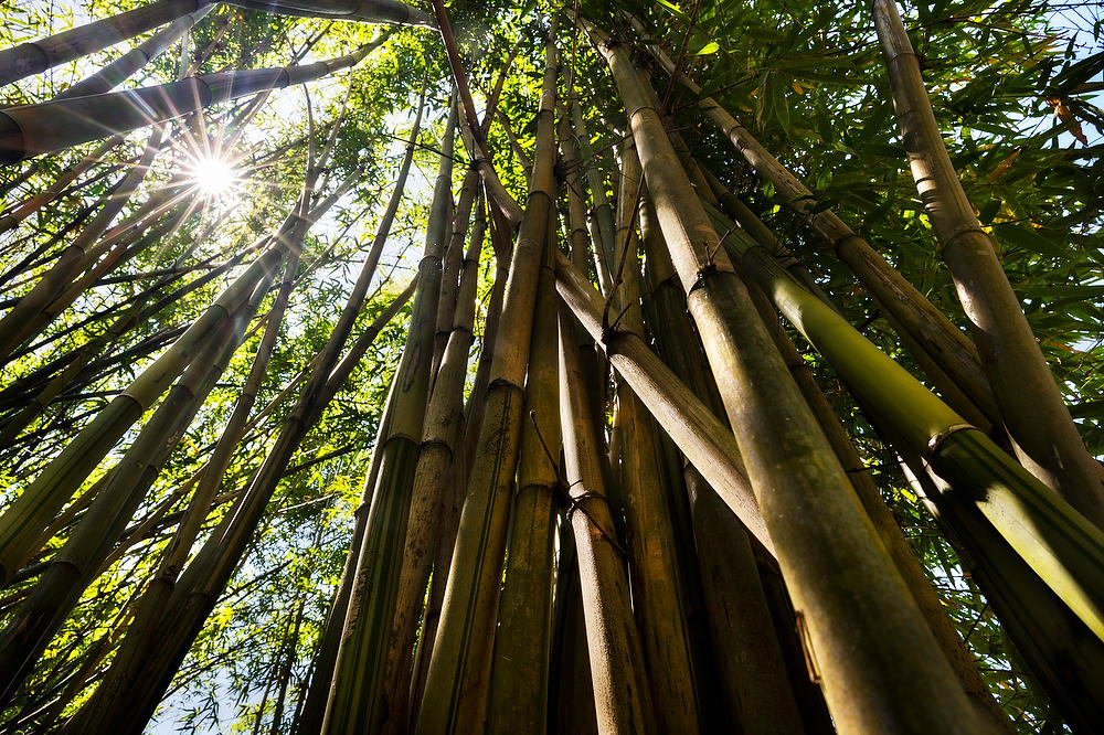 Bamboo Forest
050822-24 : Waterways and Woods  : Will Dickey Florida Fine Art Nature and Wildlife Photography - Images of Florida's First Coast - Nature and Landscape Photographs of Jacksonville, St. Augustine, Florida nature preserves