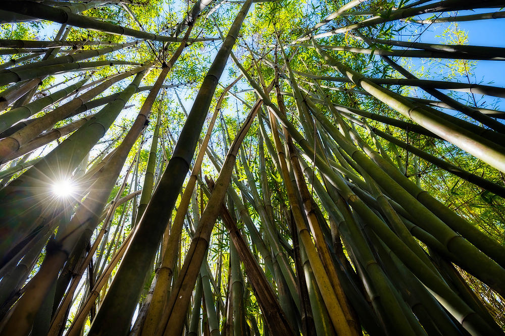 Bamboo Forest
050822-45 : Waterways and Woods  : Will Dickey Florida Fine Art Nature and Wildlife Photography - Images of Florida's First Coast - Nature and Landscape Photographs of Jacksonville, St. Augustine, Florida nature preserves