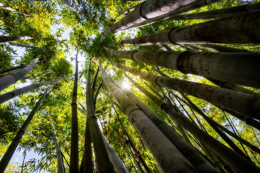 Bamboo Forest
050822-203 : Waterways and Woods  : Will Dickey Florida Fine Art Nature and Wildlife Photography - Images of Florida's First Coast - Nature and Landscape Photographs of Jacksonville, St. Augustine, Florida nature preserves