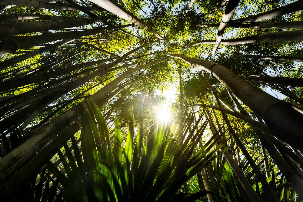 Bamboo Palmettos 050822-163 : Waterways and Woods  : Will Dickey Florida Fine Art Nature and Wildlife Photography - Images of Florida's First Coast - Nature and Landscape Photographs of Jacksonville, St. Augustine, Florida nature preserves