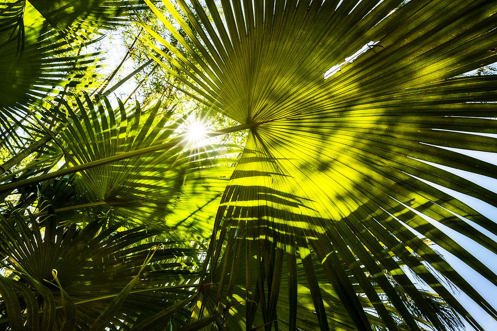 Palmettos 
050822-226 : Waterways and Woods  : Will Dickey Florida Fine Art Nature and Wildlife Photography - Images of Florida's First Coast - Nature and Landscape Photographs of Jacksonville, St. Augustine, Florida nature preserves