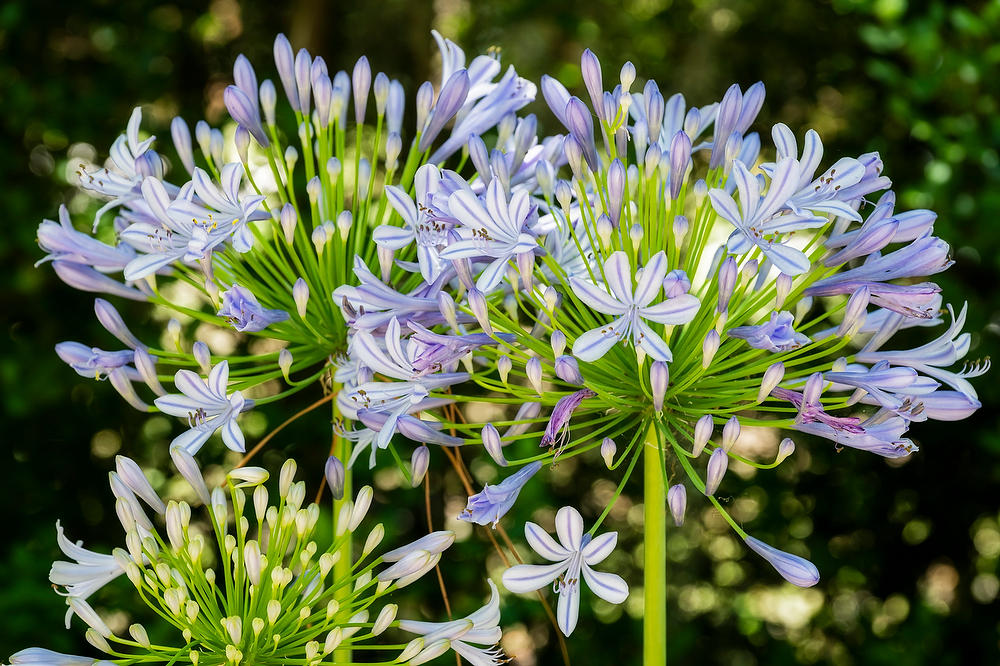 Lily of the Nile        050822-261 : Blooms : Will Dickey Florida Fine Art Nature and Wildlife Photography - Images of Florida's First Coast - Nature and Landscape Photographs of Jacksonville, St. Augustine, Florida nature preserves