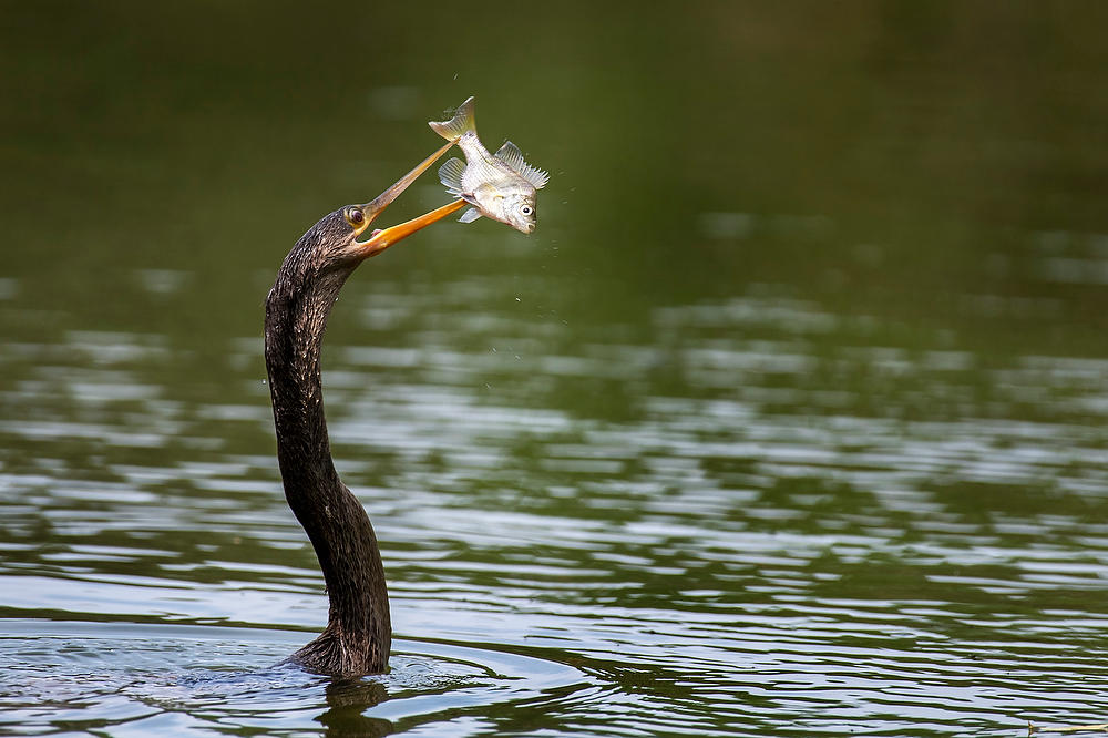 Anhinga Angler
050622-27 : Critters : Will Dickey Florida Fine Art Nature and Wildlife Photography - Images of Florida's First Coast - Nature and Landscape Photographs of Jacksonville, St. Augustine, Florida nature preserves