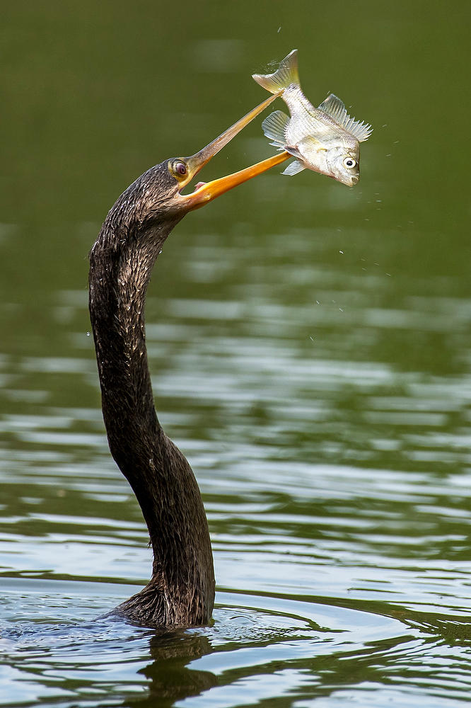 Anhinga Angler
050622-27V : Critters : Will Dickey Florida Fine Art Nature and Wildlife Photography - Images of Florida's First Coast - Nature and Landscape Photographs of Jacksonville, St. Augustine, Florida nature preserves