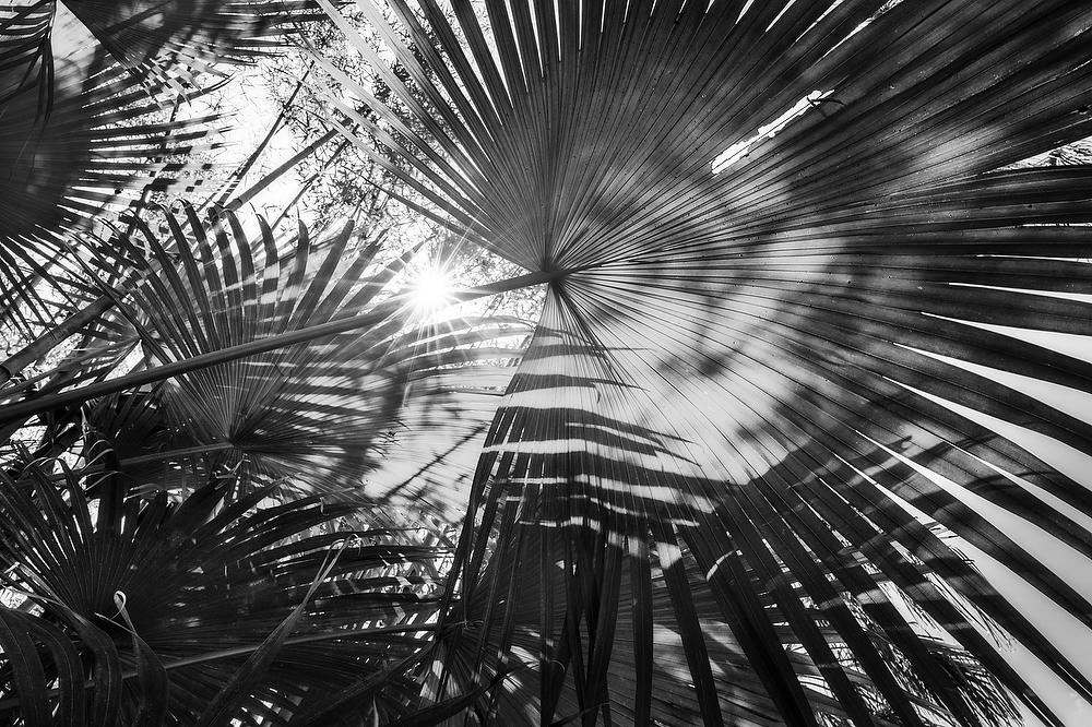 Palmettos 
050822-226BW : Black and White : Will Dickey Florida Fine Art Nature and Wildlife Photography - Images of Florida's First Coast - Nature and Landscape Photographs of Jacksonville, St. Augustine, Florida nature preserves